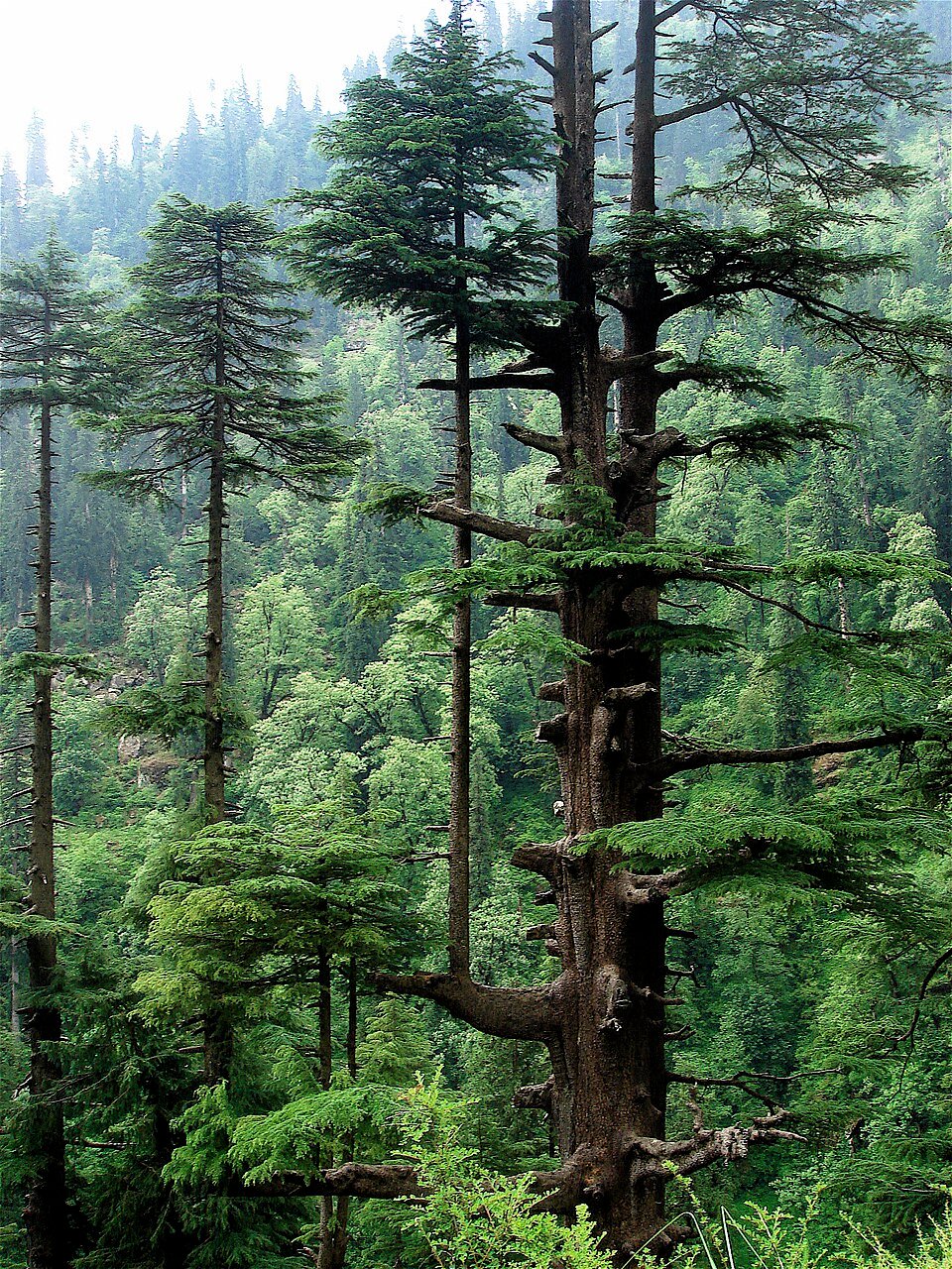 Deodar Forest Himachal Pradesh